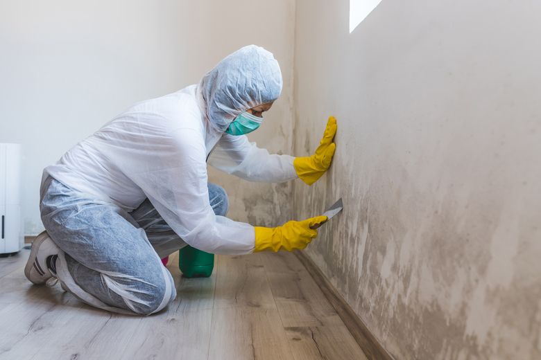 Mold Inspection