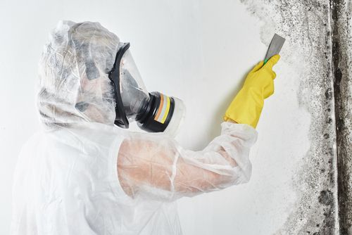 Mold Inspection
