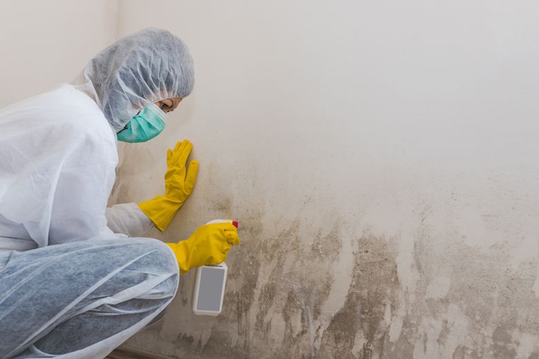 Mold Removal