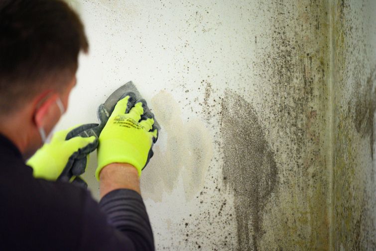 Mold Removal